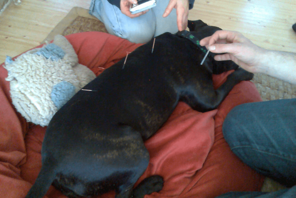 Mathilda getting her acupuncture for her arthritis.