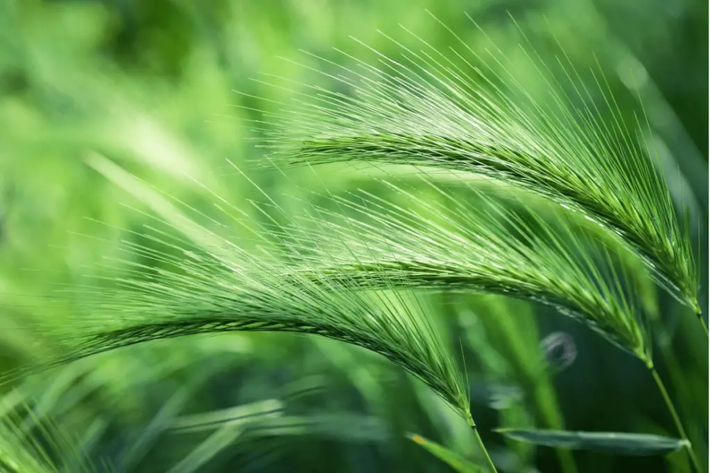Barley Grass: Harnessing the Nutritional Power of Young Barley