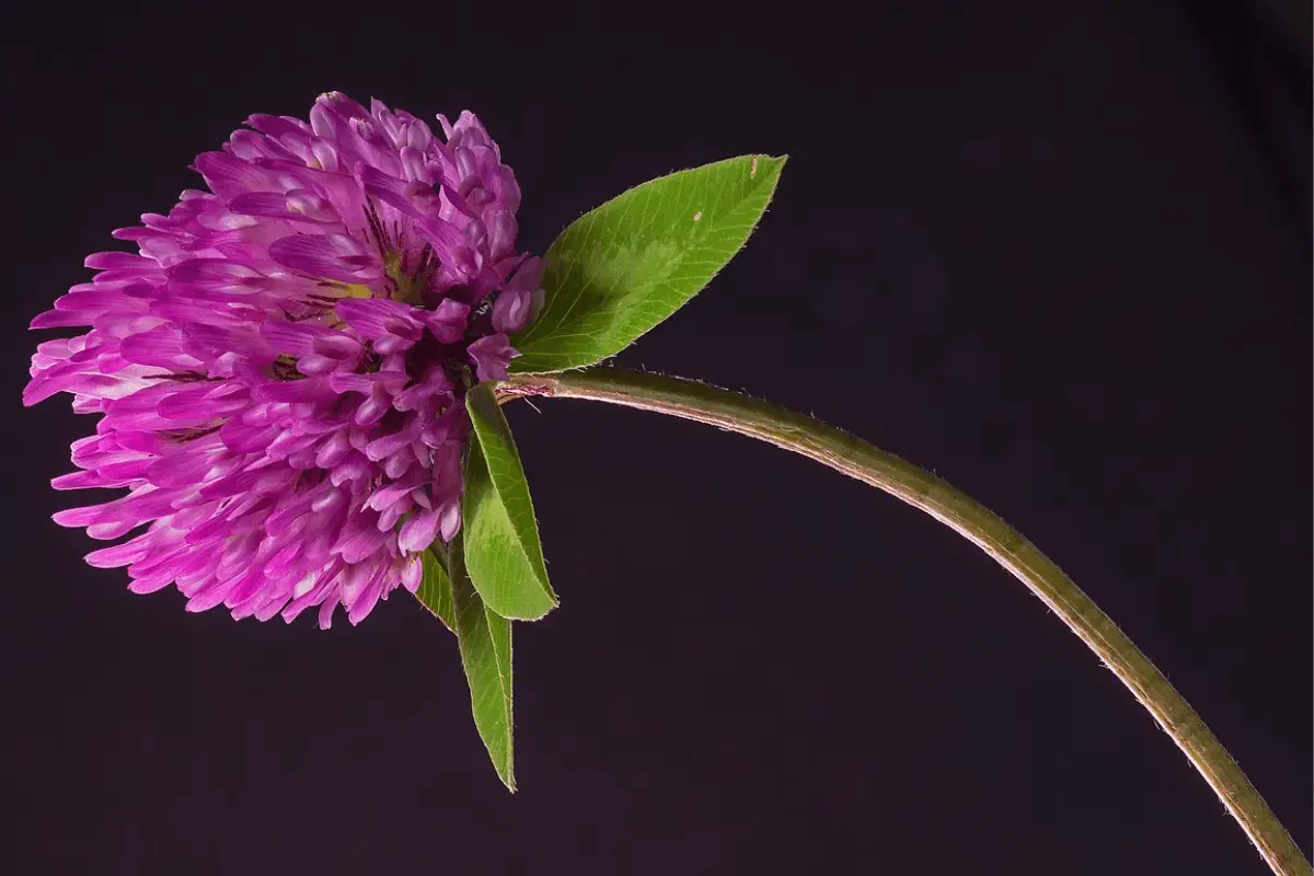 A red clover flower with green leaves on a black background.