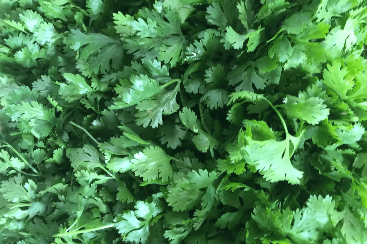 A close-up image of fresh green parsley leaves.
