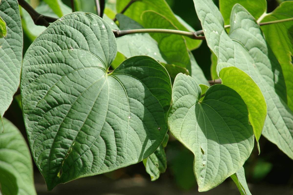 A close-up image of Kava Kava.