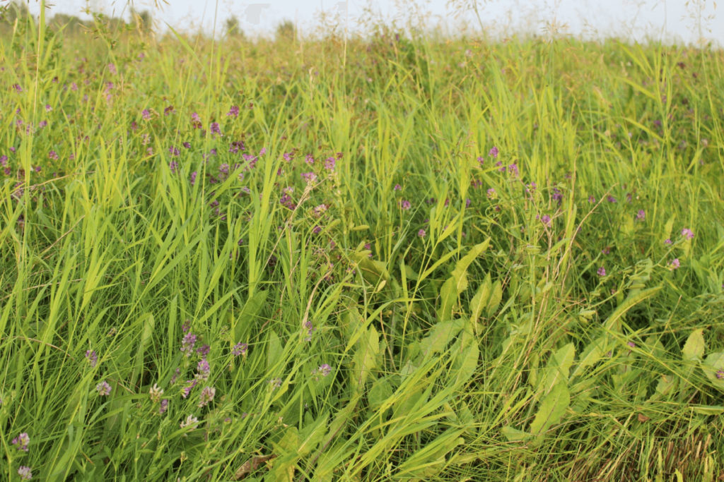 A field of tall green grass with Alfalfa.
