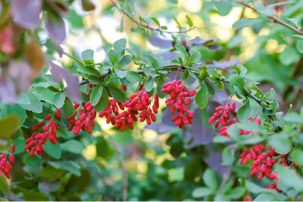A branch of a barberry tree with red berries and green leaves