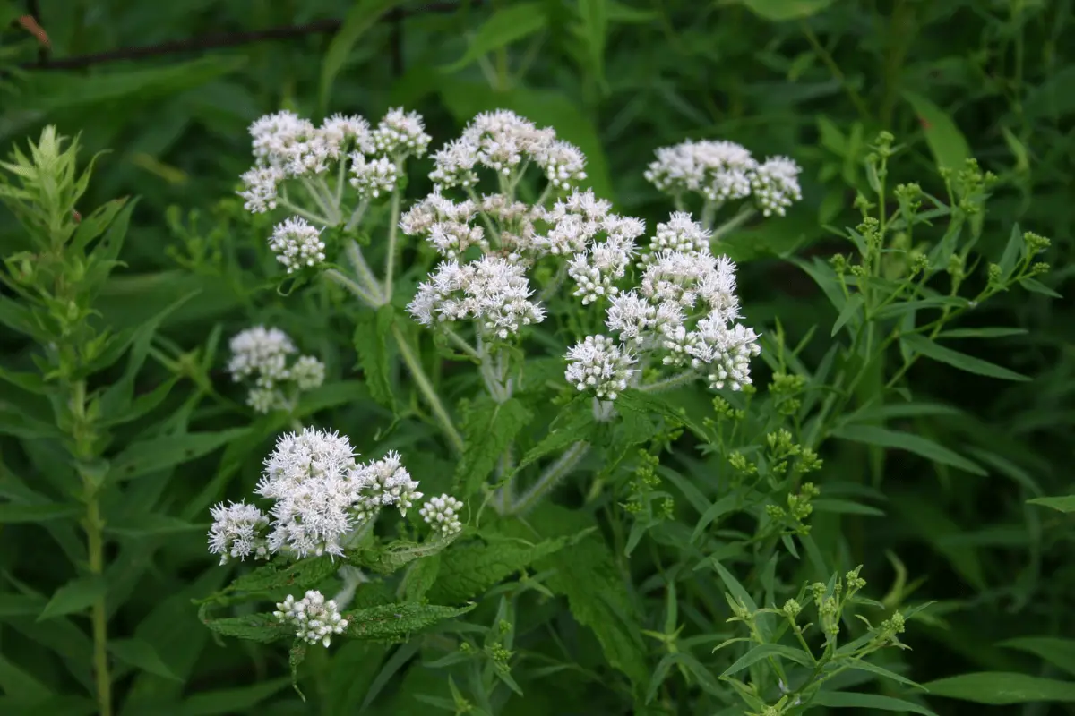 A cluster of boneset with green leaves in a natural setting