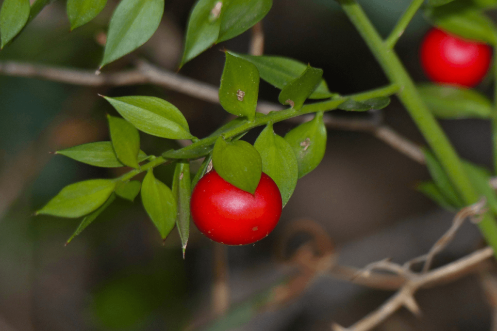 A plant with red berries and green leaves. The butcher’s broom