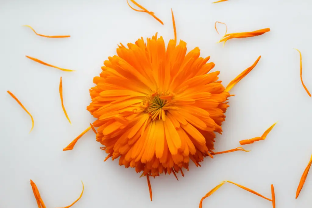 A bright orange flower on a white background. Calendula flower