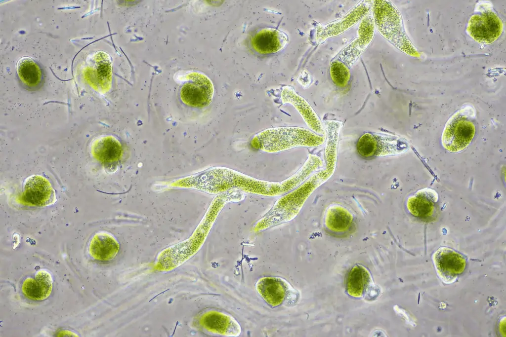 A microscopic image of green algae cells. Chlorella cells
