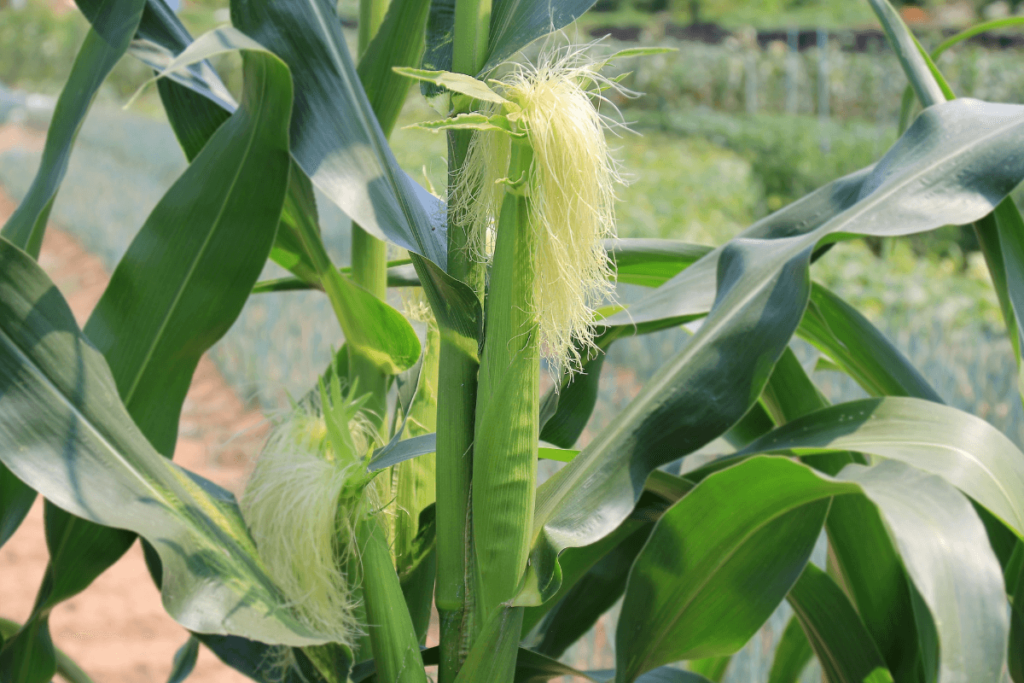 A corn plant in a field with two ears of corn and light green silk. Cornsilk