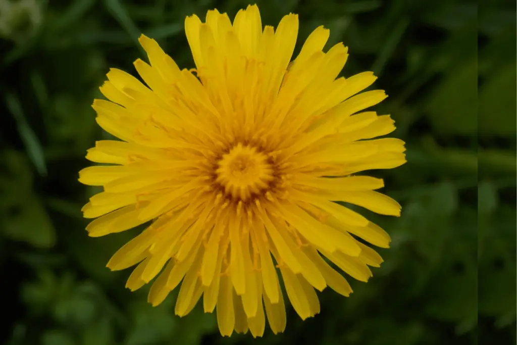 A close-up photo of a yellow dandelion flower