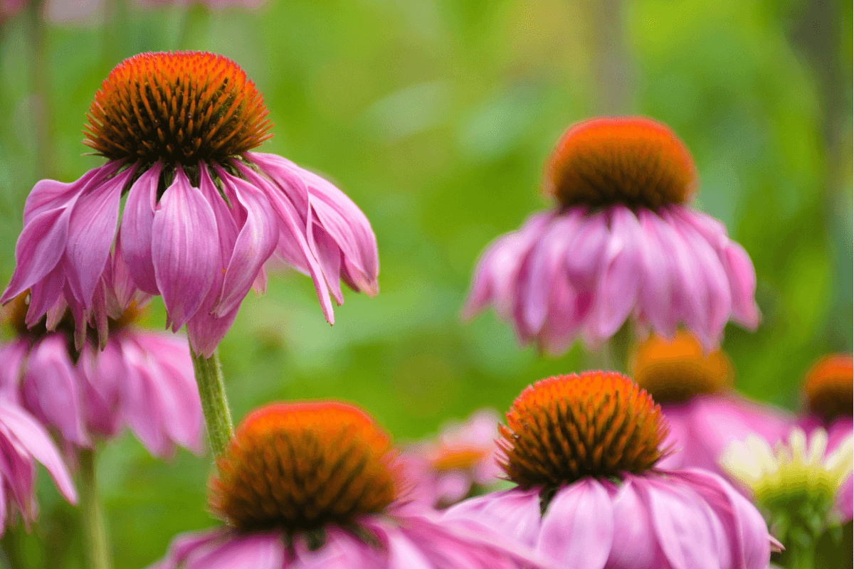 A group of pink coneflowers in a garden. Echinacea