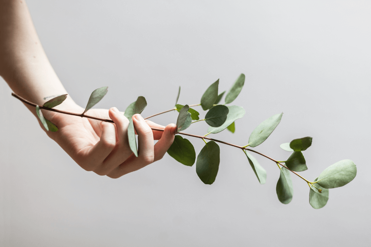 A photo realistic image of a hand holding a branch of Eucalyptus.