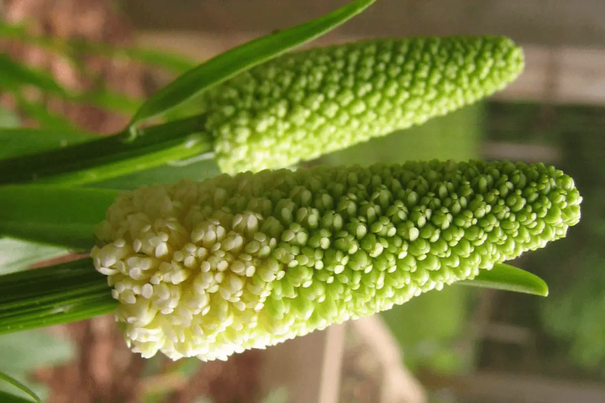A close-up image of two green and white flower spikes.
