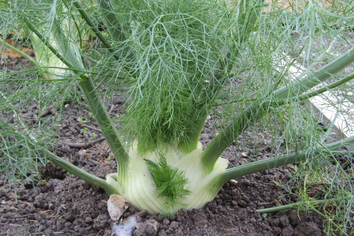 A photo of a fennel plant growing in a garden.