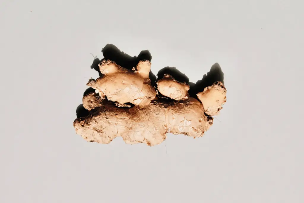 A photo of a piece of ginger root on a white background.
