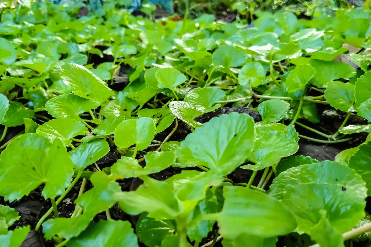 A photo realistic image of a bed of green leafy plants. Gotu kola