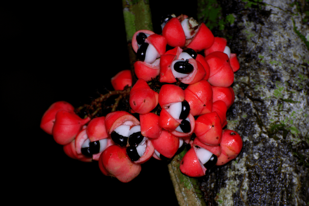 A photo realistic image of a cluster of red and white Guarana on a tree trunk.