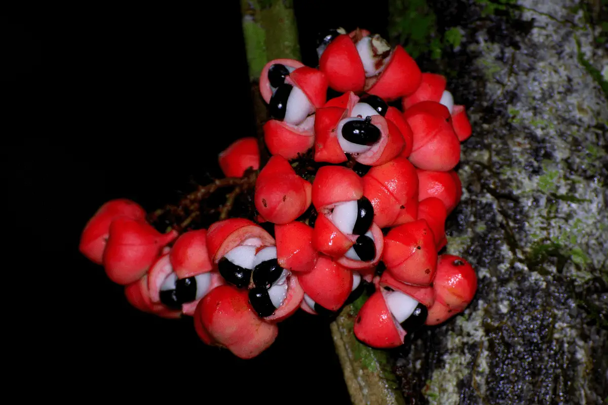A photo realistic image of a cluster of red and white Guarana on a tree trunk.