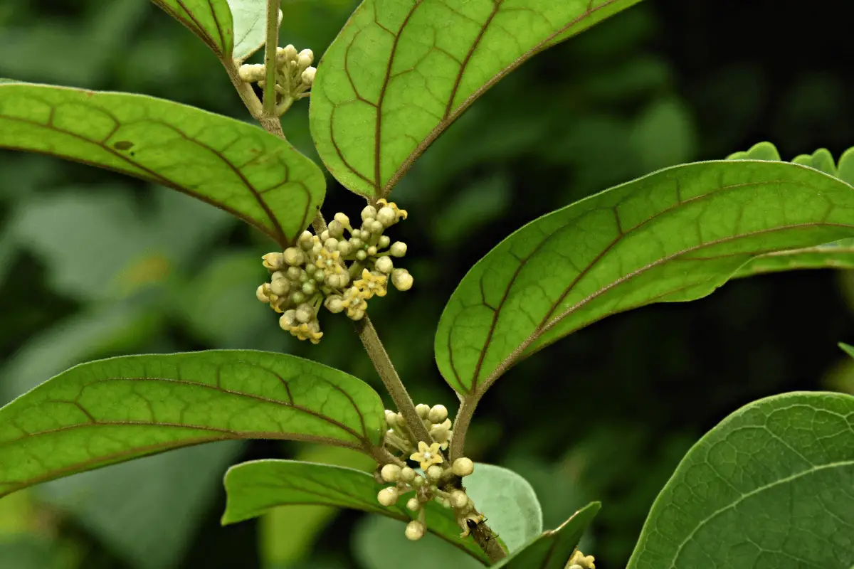 A close-up image of a plant with green leaves and small white flowers. Gymnema Sylvestre,
