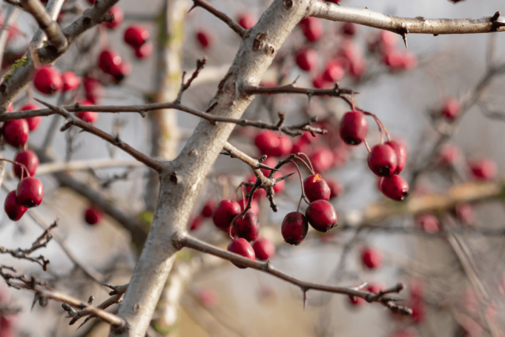 A photo realistic image of a tree branch with Hawthorn berries on it.