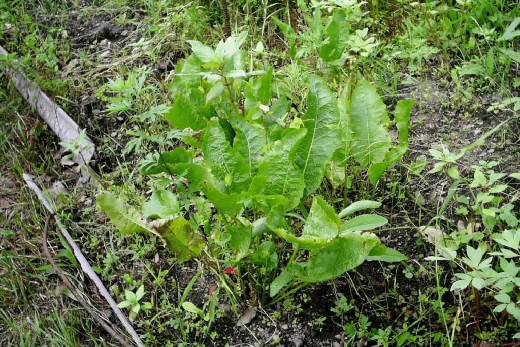 A photo of a Horseradish growing in a patch of soil.