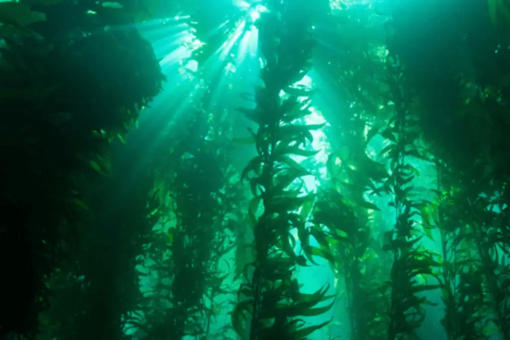 An underwater photo of a kelp forest.