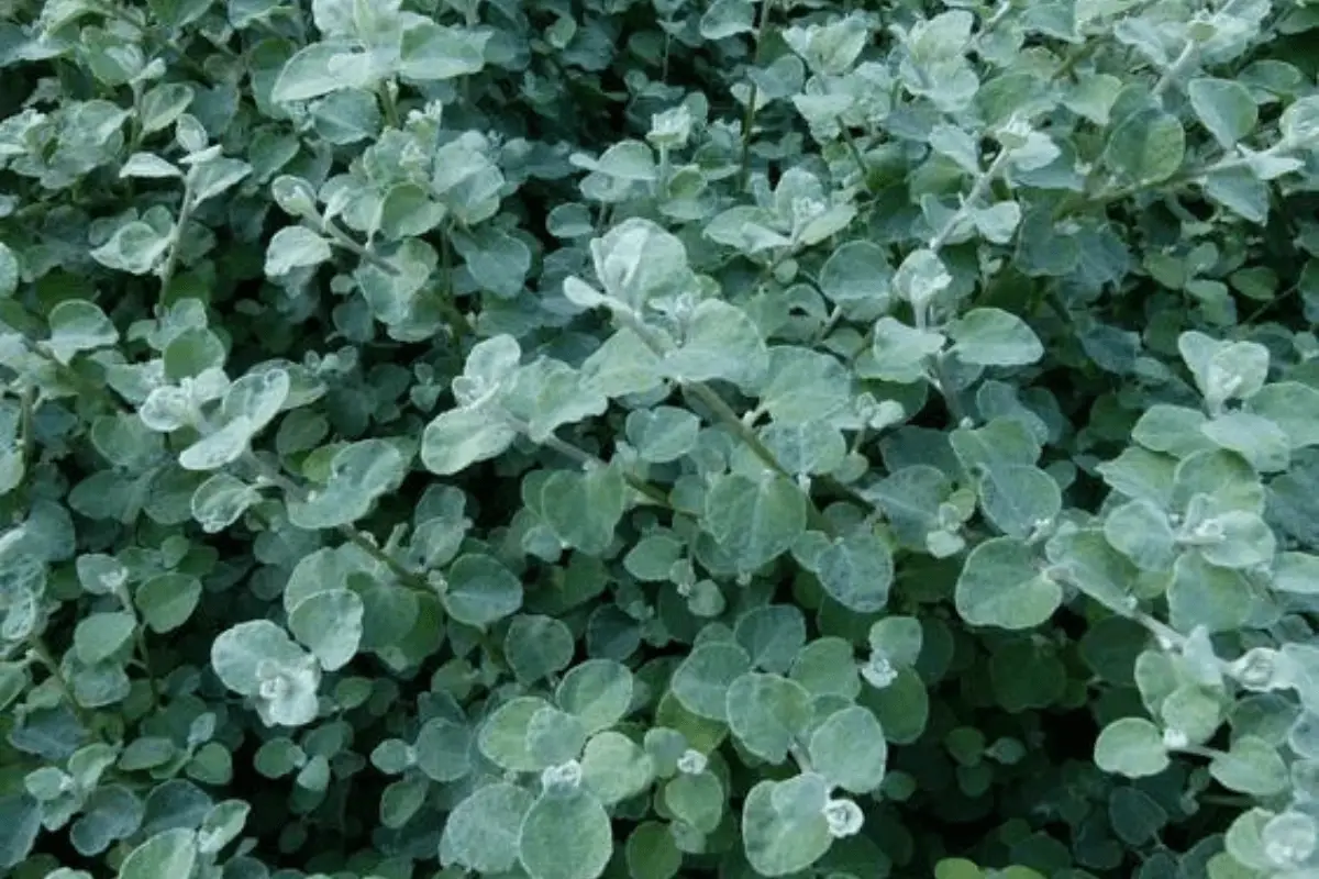 A close-up of Licorice green leaves with white frost-like coating.