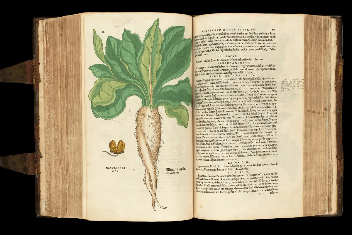 An old book with an illustration of a mandrake plant on the left page and Latin text on the right page.