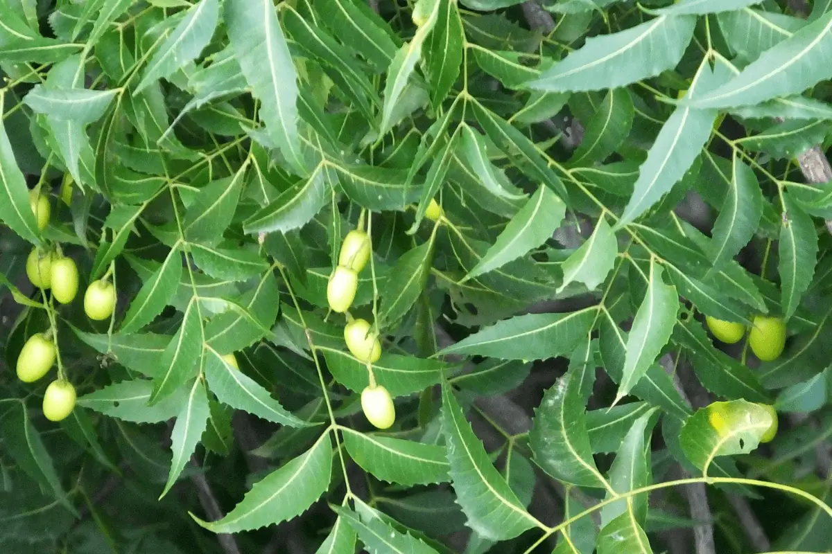 A photo of a neem tree with green leaves and yellow fruits.