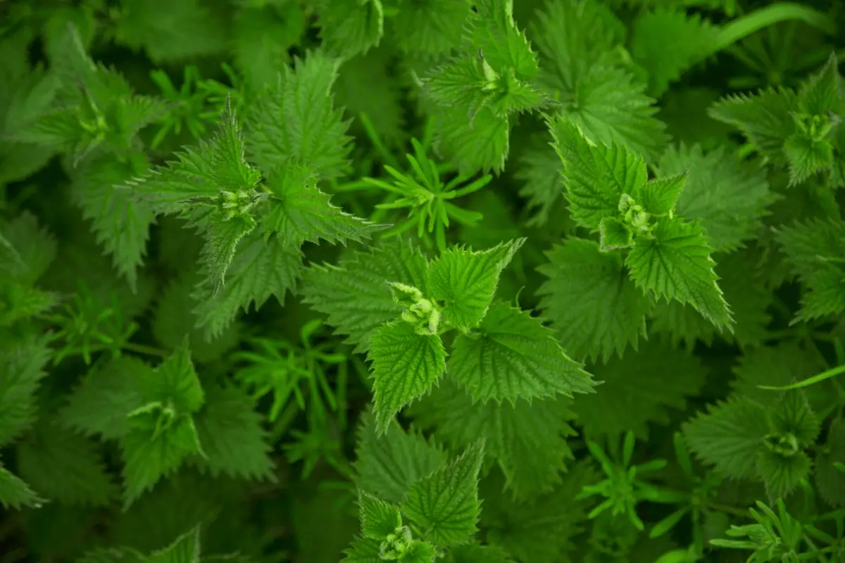 A close-up photo of a group of green nettle plants.
