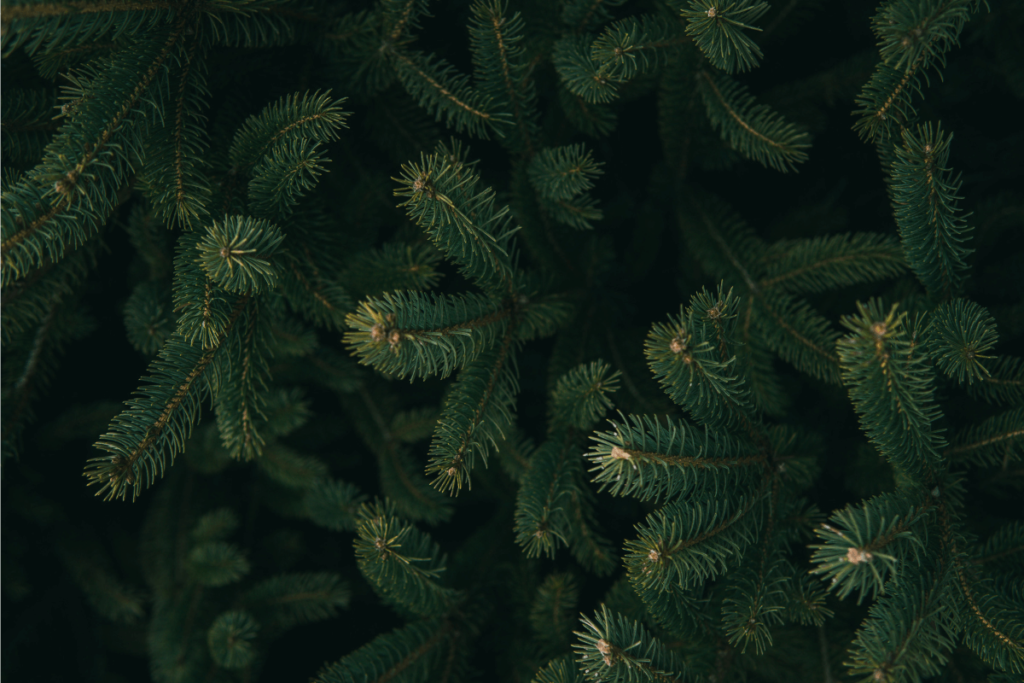 A close-up photo of a group of green pine needles.