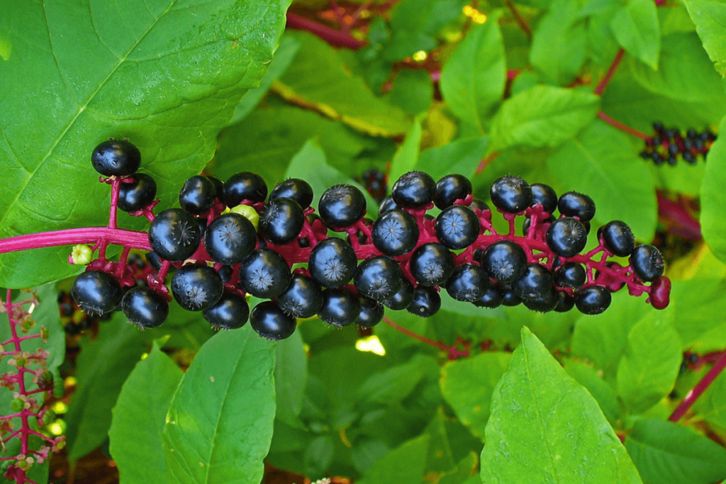 A close-up photo of a cluster of Poke root berries on a plant.