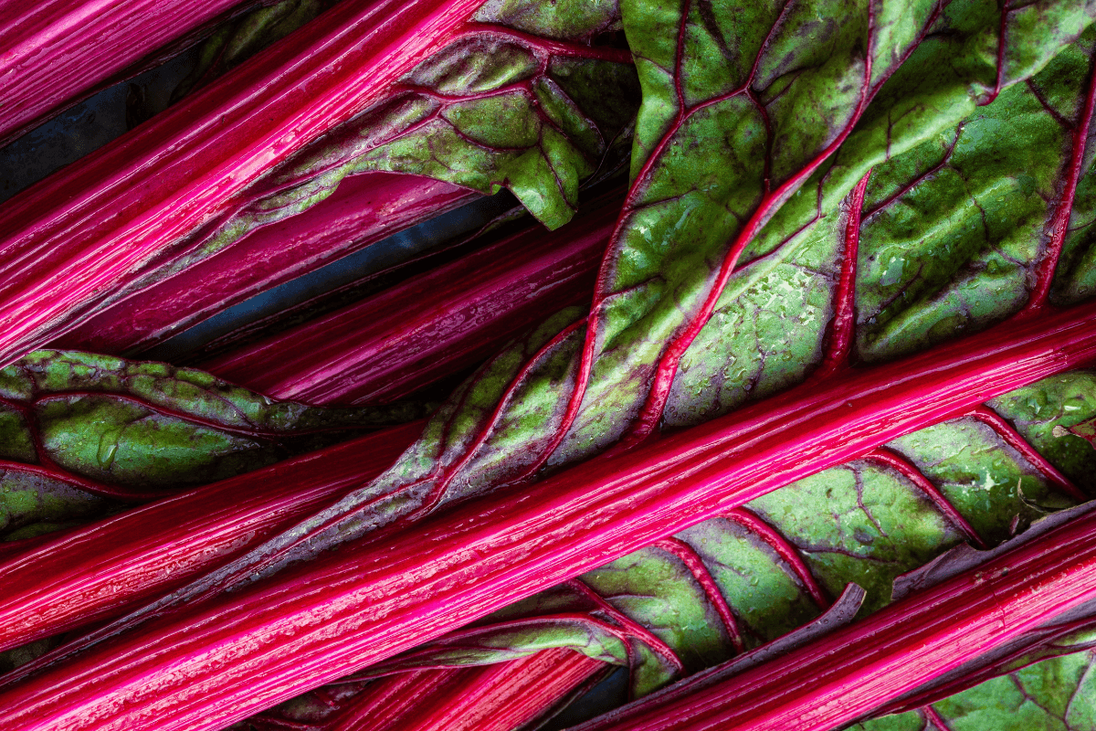 A close-up photo of a bunch of red and green rhubarb stalks.