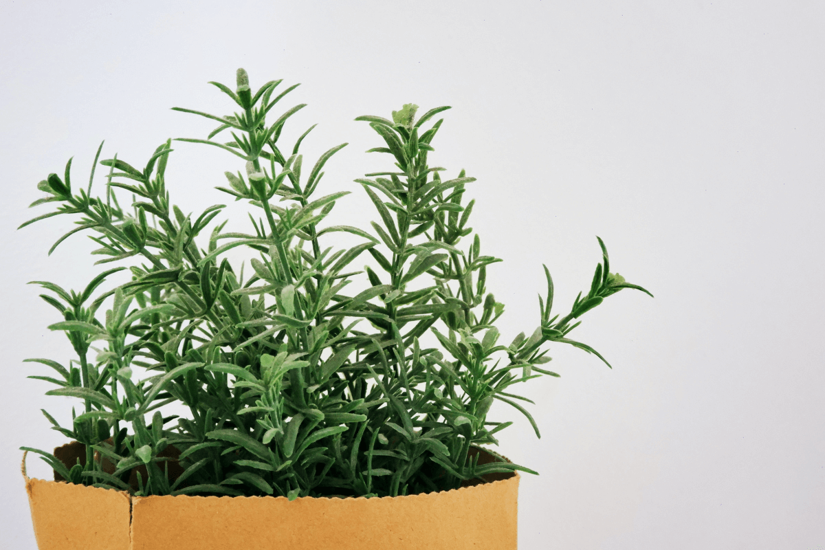 A photo of a rosemary plant with green leaves and blue flowers.