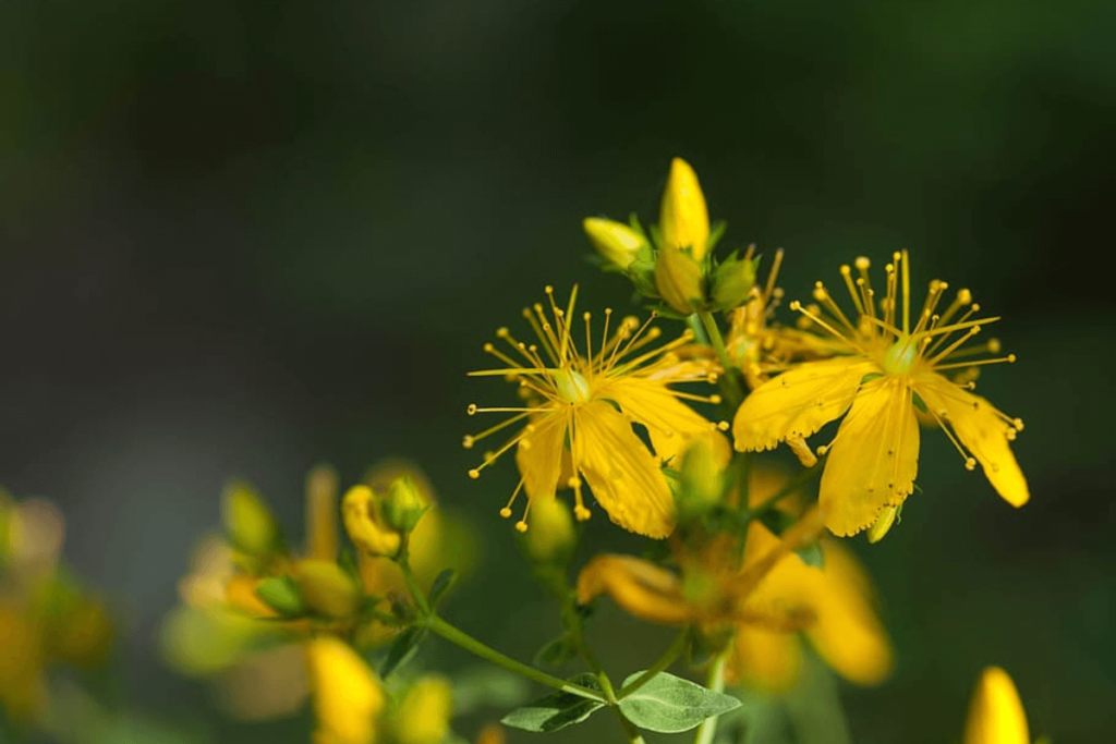 A photo of a yellow flower with long stamens.