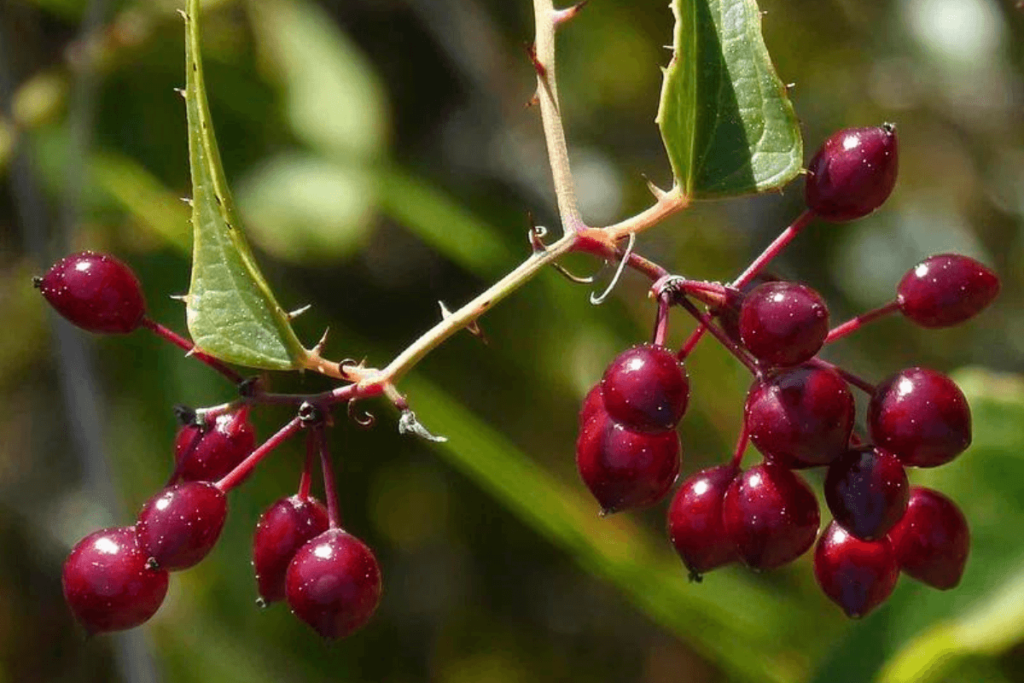 A bunch of red berries on a branch with green leaves