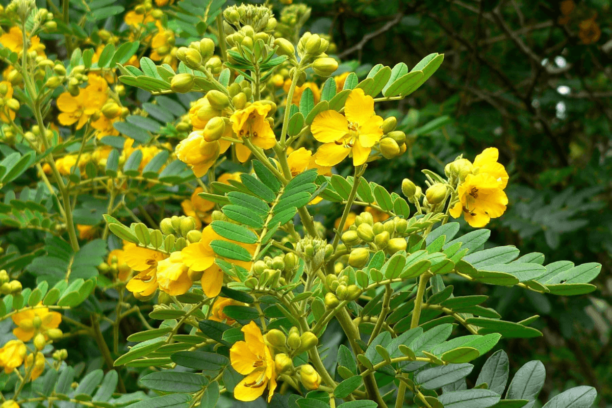 A Senna plant with yellow flowers and green leaves