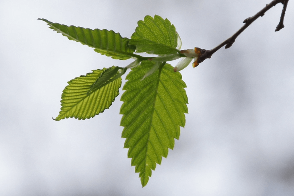 A branch with three green leaves against a cloudy sky. Slippery elm