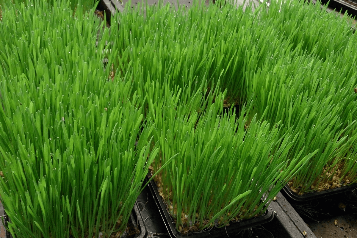 Several trays of wheatgrass on a metal rack
