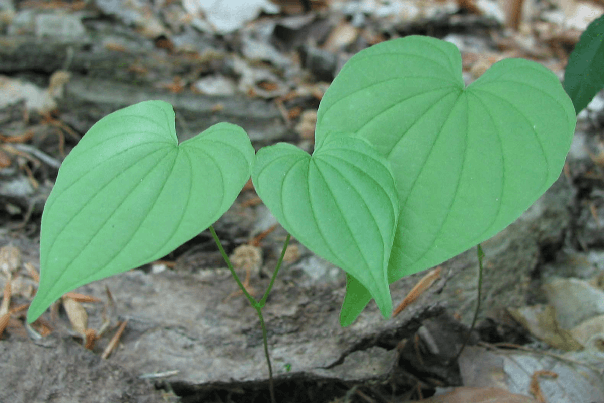 Three green heart-shaped leaves on thin stems