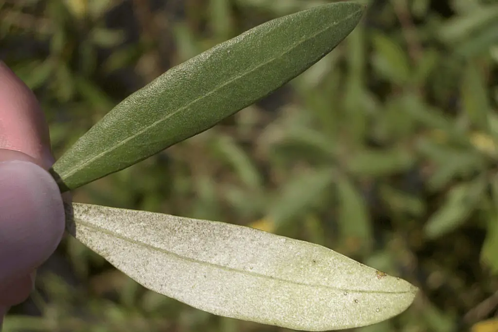 Two green leaves held between a person’s fingers. Olive Leaf Extract