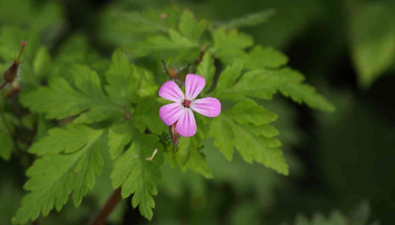 A single pink Robert Herb flower with five petals, centered in the image against a backdrop of green leaves.