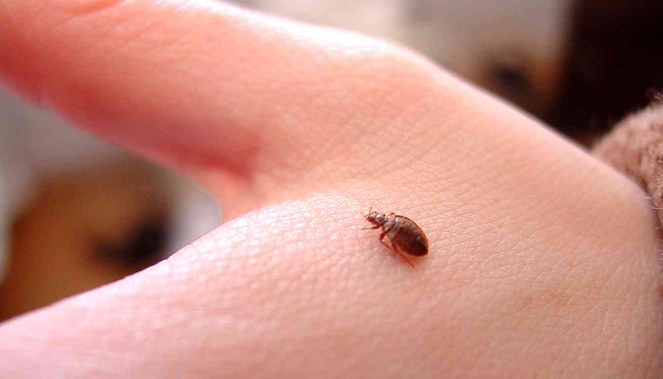 A close-up image of a bed bug on a person's skin.