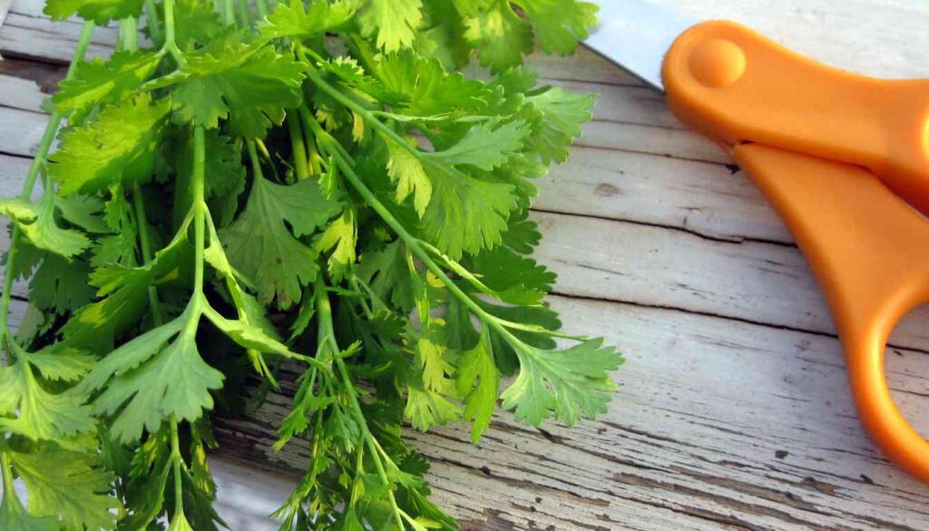 A bunch of fresh cilantro leaves with stems on a wooden surface next to orange scissors.