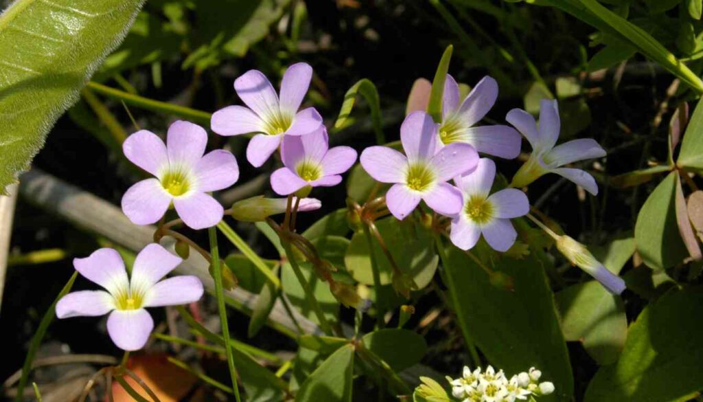 A close-up image of violet wood sorrel flowers with delicate purple petals and light green, heart-shaped leaves in a natural setting.