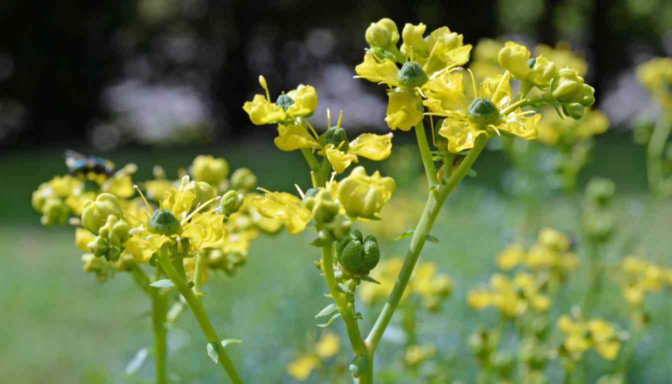 Close-up of yellow rue flowers with green seed pods in a garden.