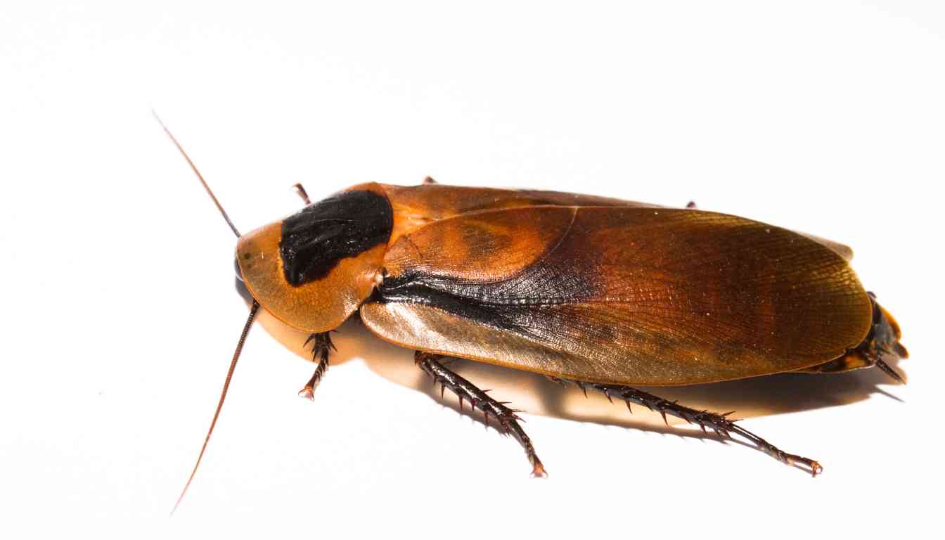 Close-up of a brown cockroach on a white background.