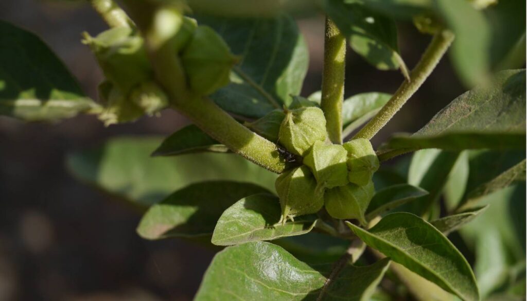 Close-up of Ashwagandha plant with green leaves and small, unripe fruit.