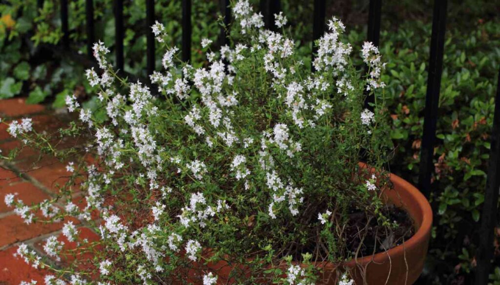 A potted thyme plant with small white flowers growing abundantly, placed on a brick surface with a black metal fence and green foliage in the background.