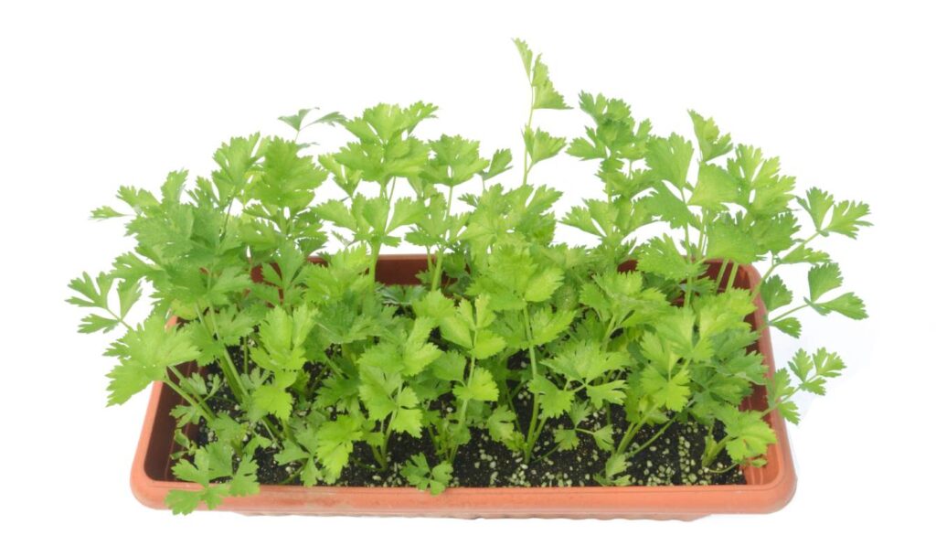 A rectangular planter filled with green leafy plants, resembling coriander growing densely together.