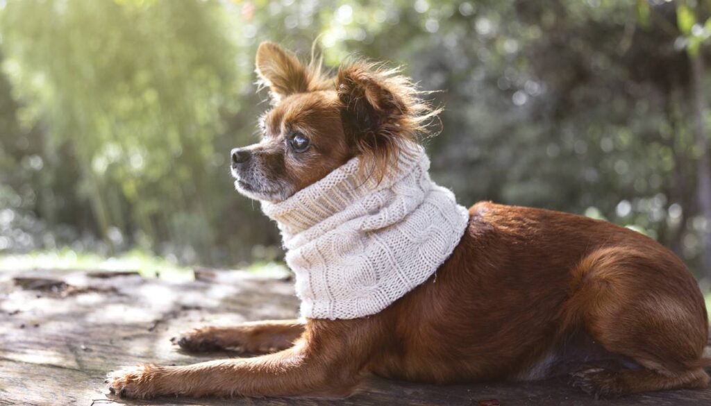 A small brown dog with a white knitted scarf around its neck, lying on a wooden surface outdoors with a blurred green background.